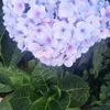 nguyn.oanh5343