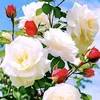khalid.khalil86