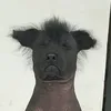 hoachichoe.com123
