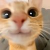 kaliaaskaputrigmail.com