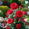 saad82382