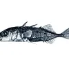 stickleback66