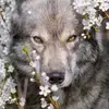 wolfwalker37