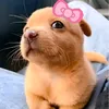 latdog1ofc_miaucat