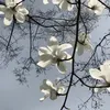 xiui_4o