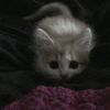 amlov174