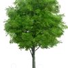 tree2772