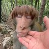 febbyardhana