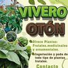viverooton