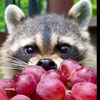 The Raccoon Village