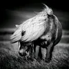 horselove3