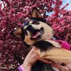 wileyrileyroo