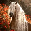 horsedits_ofc