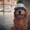 nxv_onphimonnn