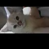 bolacbietbuon_3010