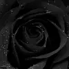 layla_26125