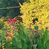rimoa_1270