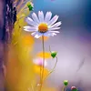 thangnguyen05268