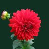 mst.runa.khatun32