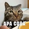 abcdapalahhh