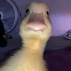 skibidi_toilettttt1