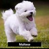 thecalledone1
