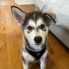 dakota_the_malamute