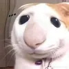 user.29112012