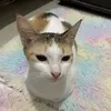 dicalog