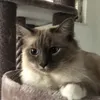 cyn0x3