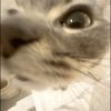 laflairdollsl