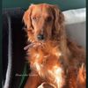 thegoldengirl.honey