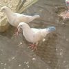 user2207073446111