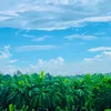 bui_khang15