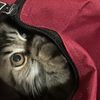 dayna_mycat