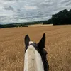 ellieequine
