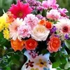 gulysor82