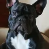 cenerentolakatane