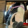 horselover.8082