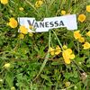 vannessa6012