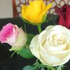 bloem216