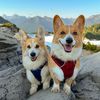 Angus & Jono The Corgis