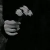 نَرجس
