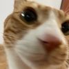 skyb000000000