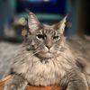 griffin_the_mainecoon