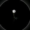 hafeez.12366