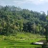 nengpina