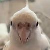 albithecockatiel
