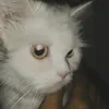 xatw8.lulu