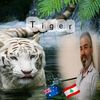11tigerr